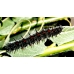 Camberwell Beauty antiopa 10 larvae